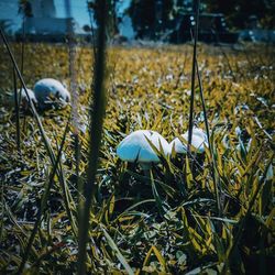 Close-up of mushroom growing on field