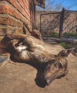 View of an animal sleeping on wall