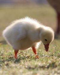 Close-up of swan on grass