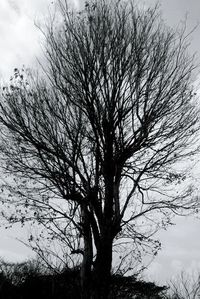 Low angle view of bare trees against sky