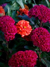 Close-up of pink flowers