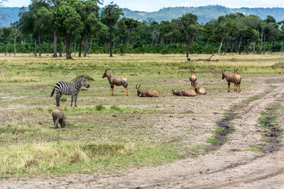Horses in a field