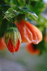 Close-up of red flower