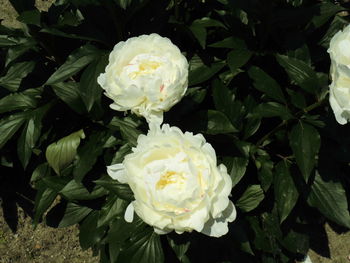 Close-up of white roses blooming outdoors