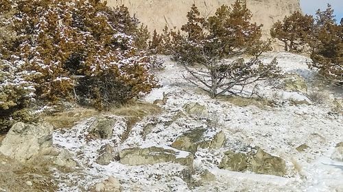 Close-up of snow covered mountain