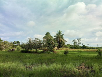 View of trees on landscape against sky