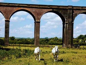 View of horses on field against sky