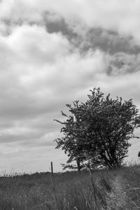 Tree on field against sky