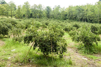 Plants growing on land