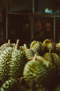 Close-up of cactus plant