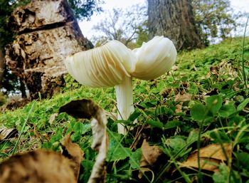 Close-up of mushroom growing on field