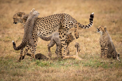 Cheetah and cubs on grass