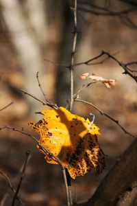 Close-up of yellow autumn leaves on branch