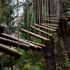 Bamboo trees in forest