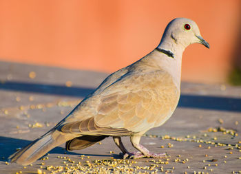 Close-up of bird perching outdoors