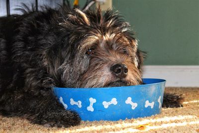 Close-up portrait of dog on food bowl