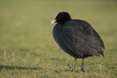 Close-up of coot perching on field