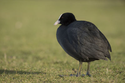 Close-up of bird perching on field