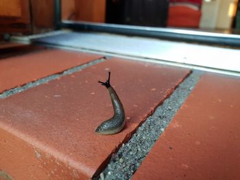 High angle view of snail on metal