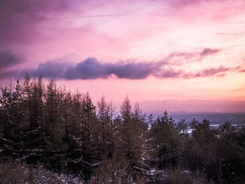 Plants growing on land against sky during sunset