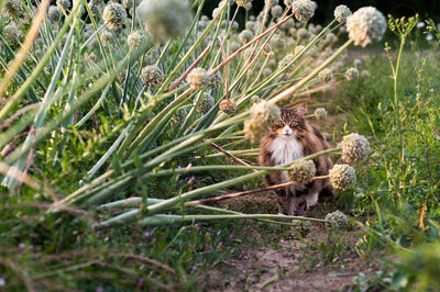 Cat in a onion flowers field