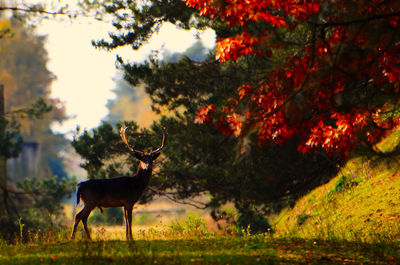 Deer standing in a field