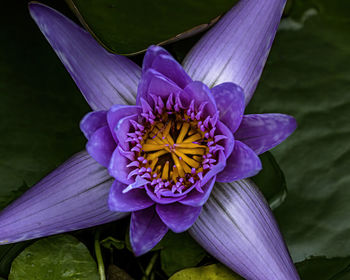 Close-up of purple water lily