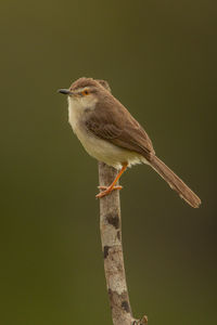 Close-up of bird perching on a plant