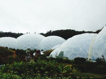 Trees growing on mountain