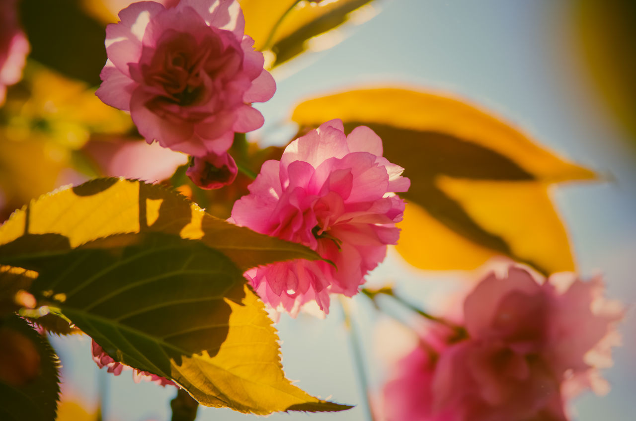 CLOSE-UP OF PINK ROSES