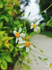 Close-up of white daisy flowers