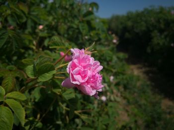 Close-up of pink rose flower