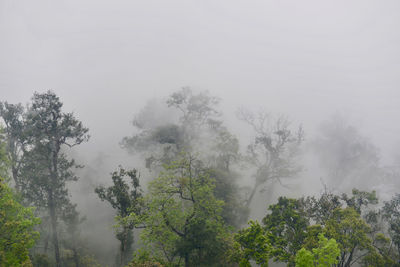 Trees in forest against sky
