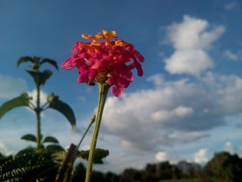 Low angle view of flowers blooming against sky