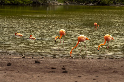 Flock of ducks in lake