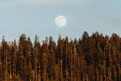 Low angle view of trees against sky