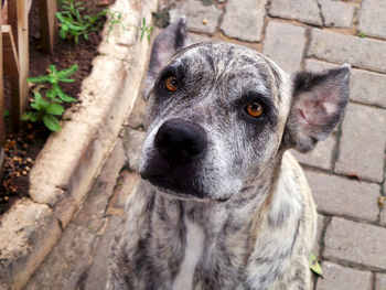 Dog who just came to a stop after running towards the camera close up portrait