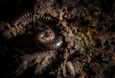 Close-up of snail