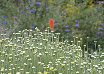 Close-up of plant against blurred background