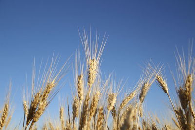 Low angle view of wheat growing on field against clear blue sky