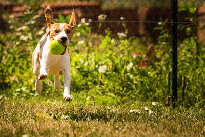 Dog running in field