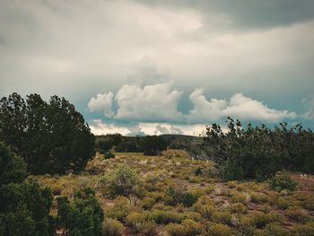 Scenic view of field against sky