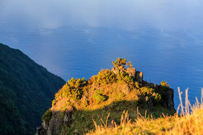 High angle view of trees and rocks on sea