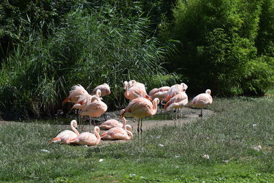 Flamingos on grassy field by plants