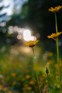 Close-up of yellow flowering plant on field