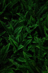 High angle view of fern leaves against black background