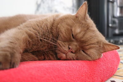 Close-up of a sleeping cat