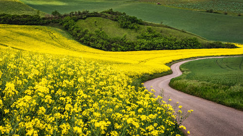 Scenic view of yellow flower field