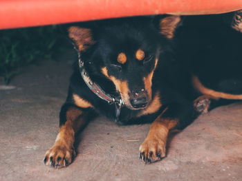 Portrait of dog lying down on floor