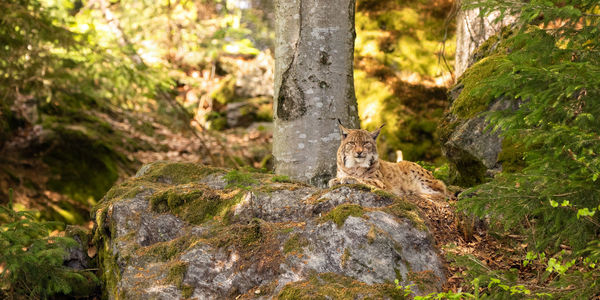 Portrait of an animal on tree trunk in forest